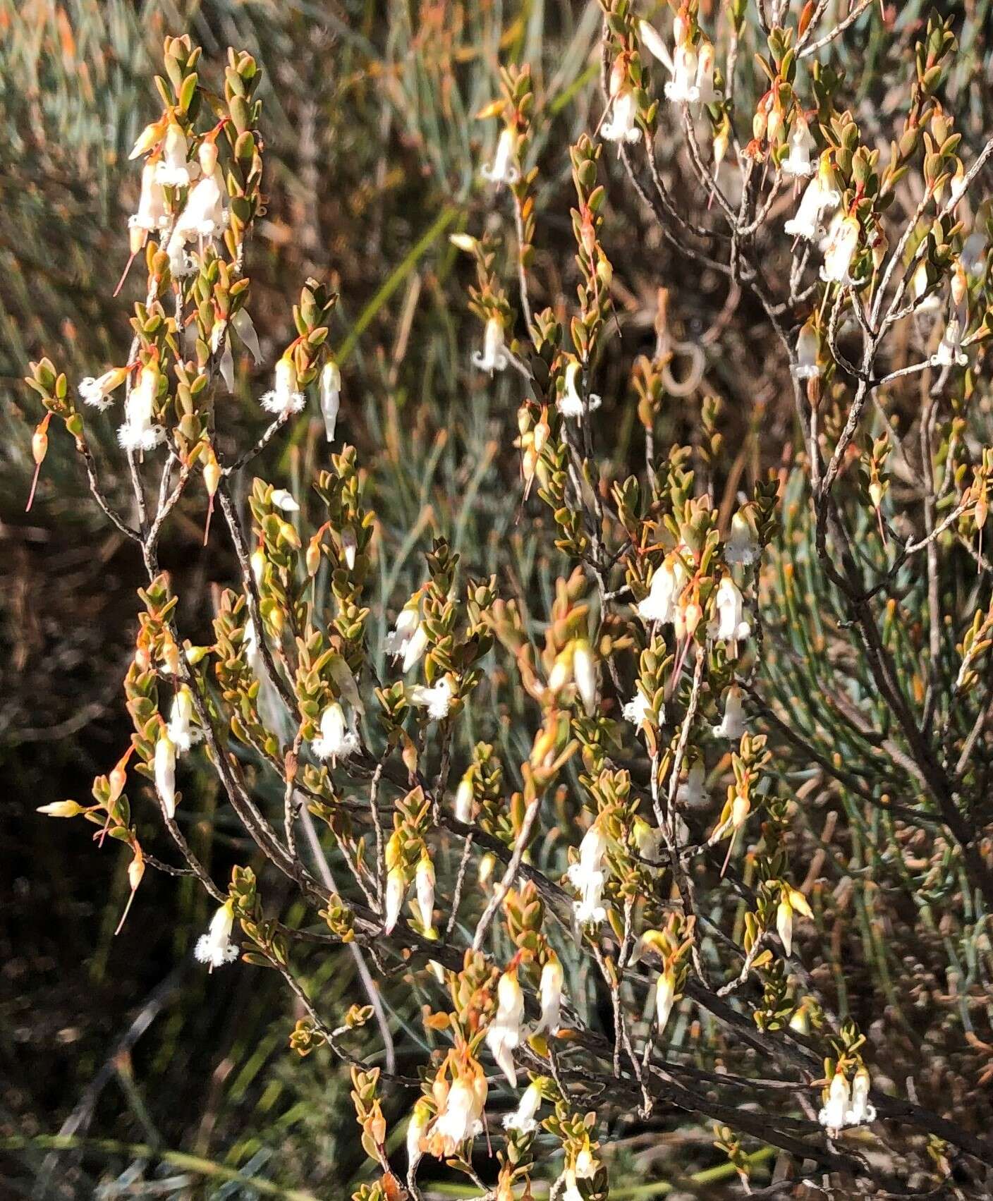 Image of Leucopogon woodsii F. Muell.