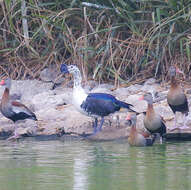 Image de Canard sylvicole