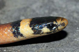 Image of Big Bend Black-headed Snake