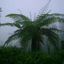 Imagem de Cyathea fulva (Mart. & Gal.) Fée