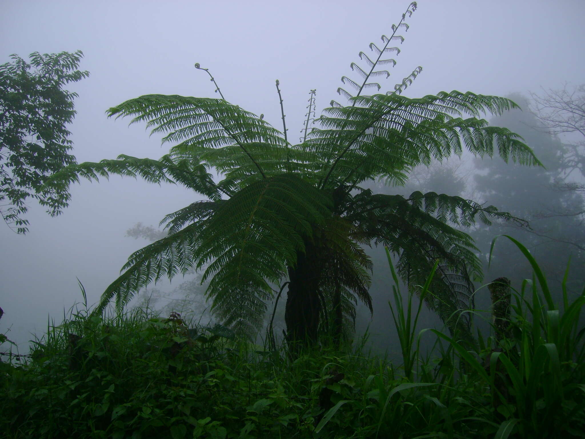 Cyathea fulva (Mart. & Gal.) Fée resmi