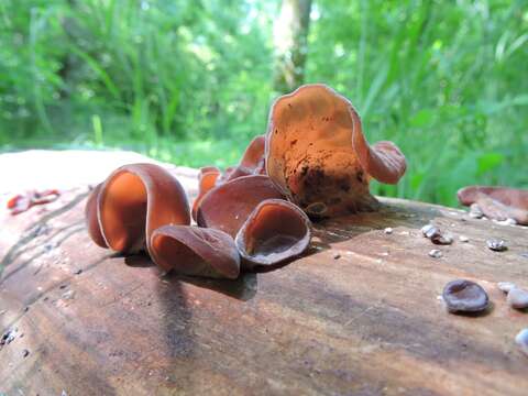 Image of Auricularia americana Parmasto & I. Parmasto ex Audet, Boulet & Sirard 2003