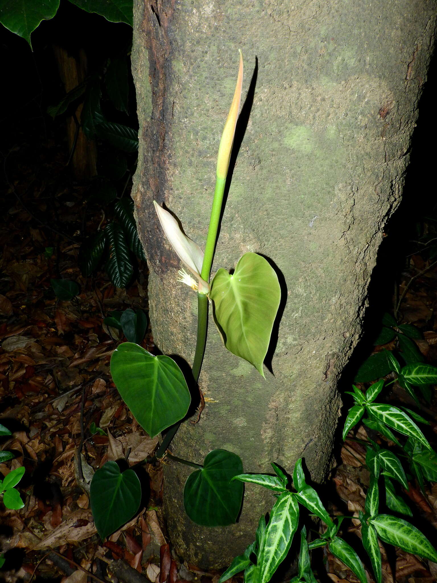 Image of heartleaf philodendron