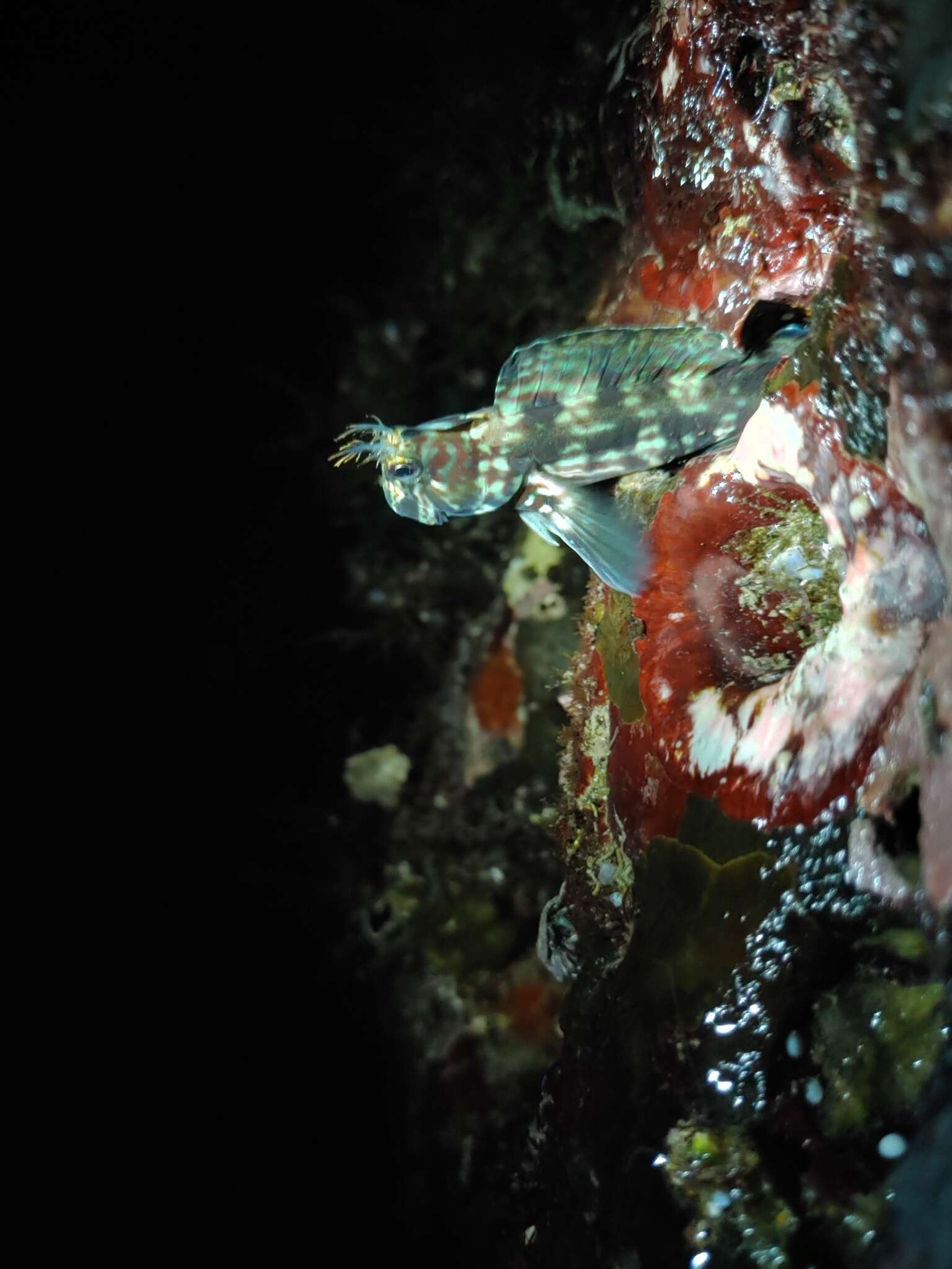 Image of Blenny