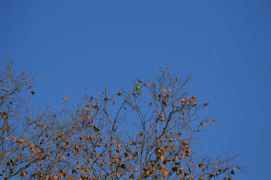 Image of White-fronted Amazon