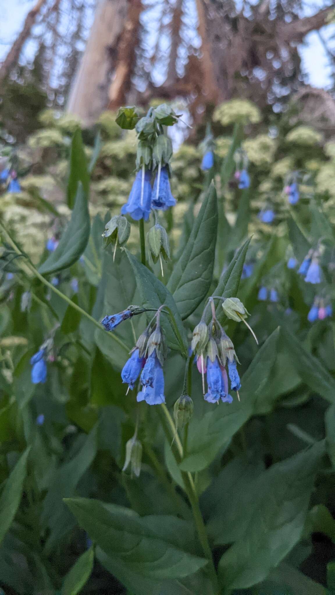 Image of aspen bluebells