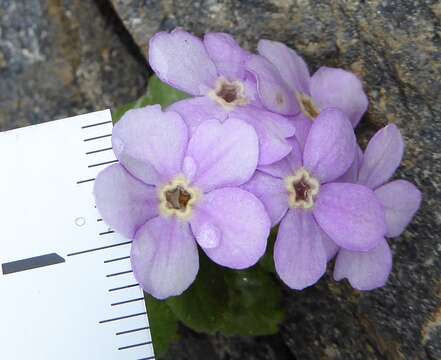 Sivun Primula caveana W. W. Sm. kuva