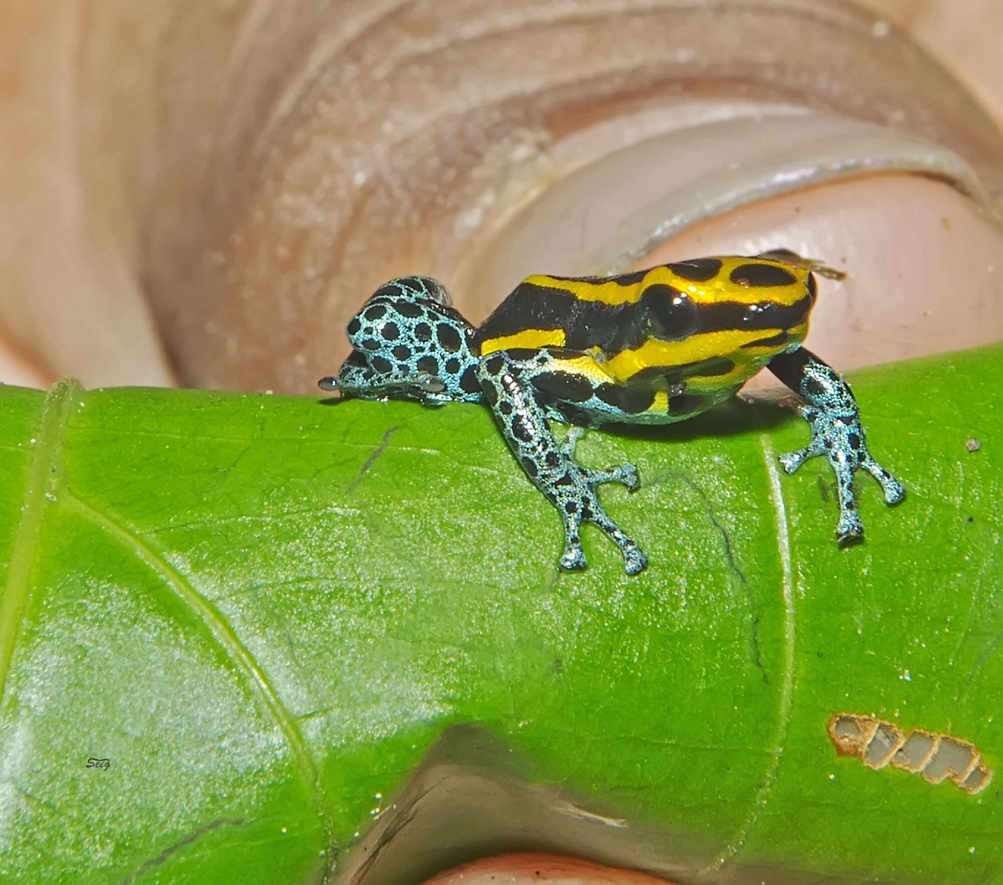 Image of Sira Poison Frog