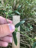 Plancia ëd Stachys hyssopifolia Michx.