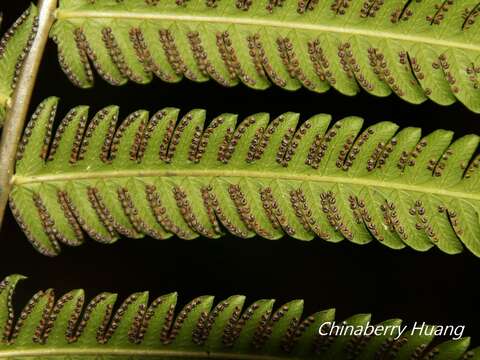 Pseudocyclosorus esquirolii (C. Chr.) Ching resmi