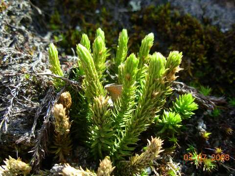 Image of fir clubmoss