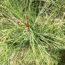 Слика од Pinus pinaster subsp. escarena (Risso) K. Richt.