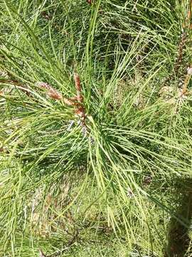 Image of Pinus pinaster subsp. escarena (Risso) K. Richt.