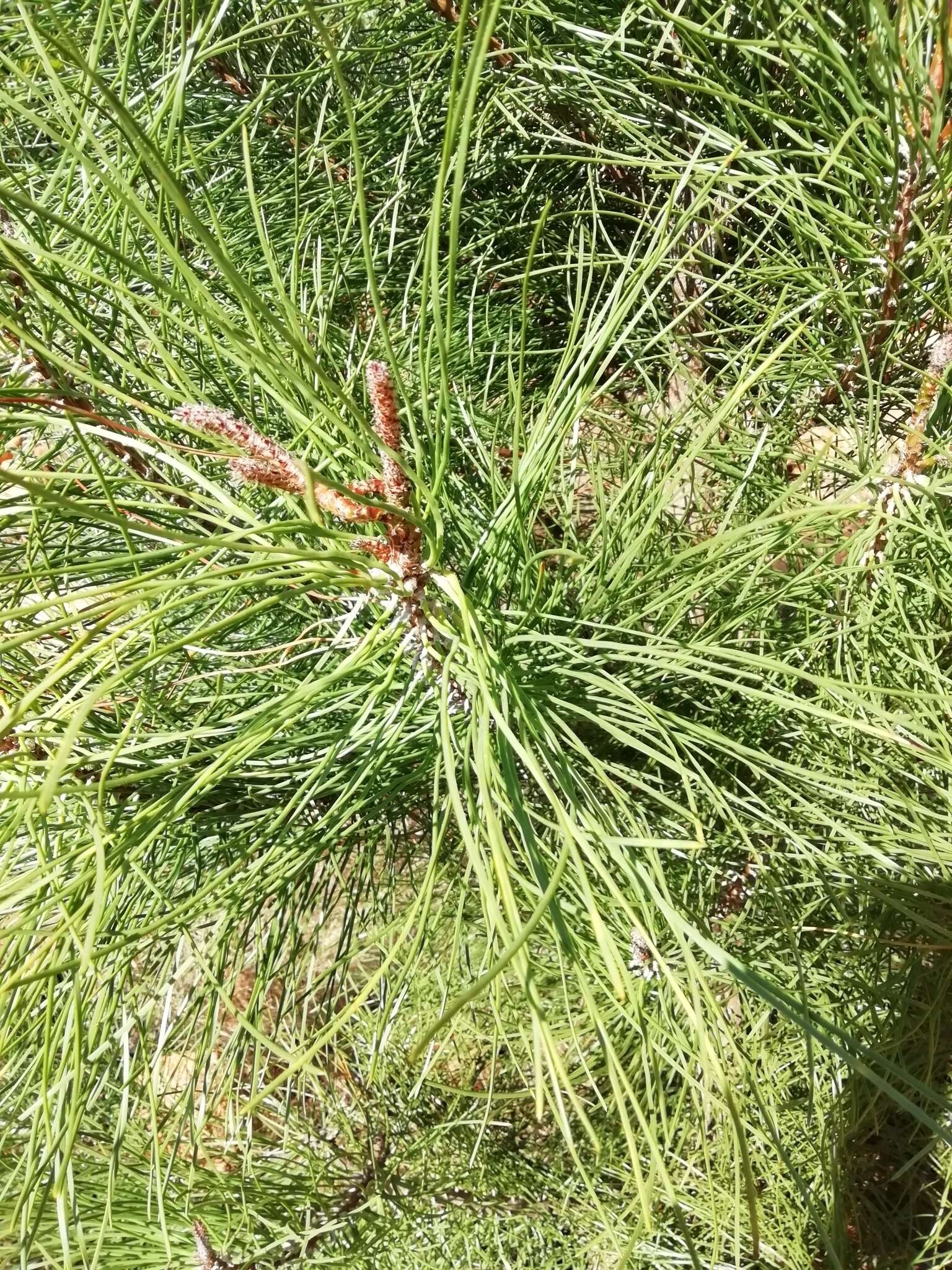 Sivun Pinus pinaster subsp. escarena (Risso) K. Richt. kuva