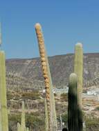 Image de Cephalocereus columna-trajani (Karw.) K. Schum.