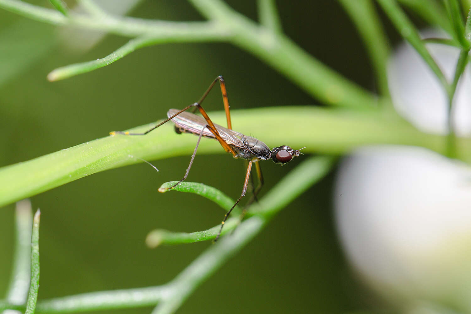 Micropeza corrigiolata (Linnaeus 1767) resmi