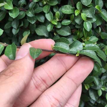 Image of Ficus vaccinioides Hemsl. & King ex King