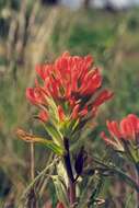 Image of acute Indian paintbrush