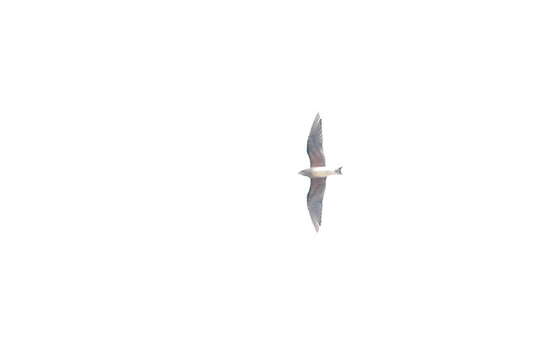 Image of Oriental Pratincole