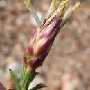 Image de Pteronia staehelinoides DC.