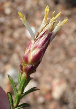 Image of Pteronia staehelinoides DC.