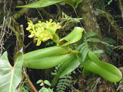 Image of Epidendrum hardingiae J. S. Moreno, Hágsater & L. Sánchez