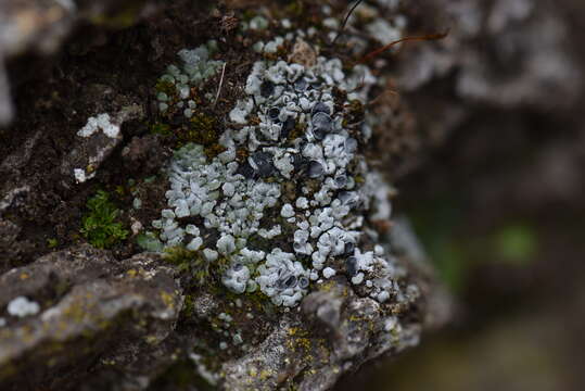 Слика од Toninia sedifolia (Scop.) Timdal