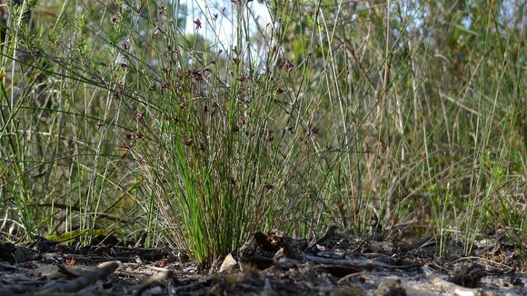 Image of <i>Schoenus ericetorum</i> R. Br.