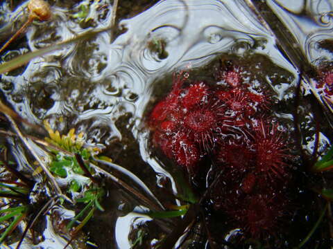 Drosera montana var. tomentosa (St. Hil.) Diels的圖片