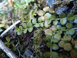 Image of Epilobium brunnescens subsp. brunnescens