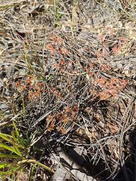 Plancia ëd Euphorbia anychioides Boiss.