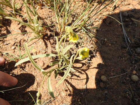 Image of Hermannia lancifolia Szyszyl.