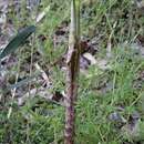 Arisaema yamatense subsp. sugimotoi (Nakai) H. Ohashi & J. Murata的圖片