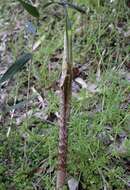 Image of Arisaema yamatense subsp. sugimotoi (Nakai) H. Ohashi & J. Murata