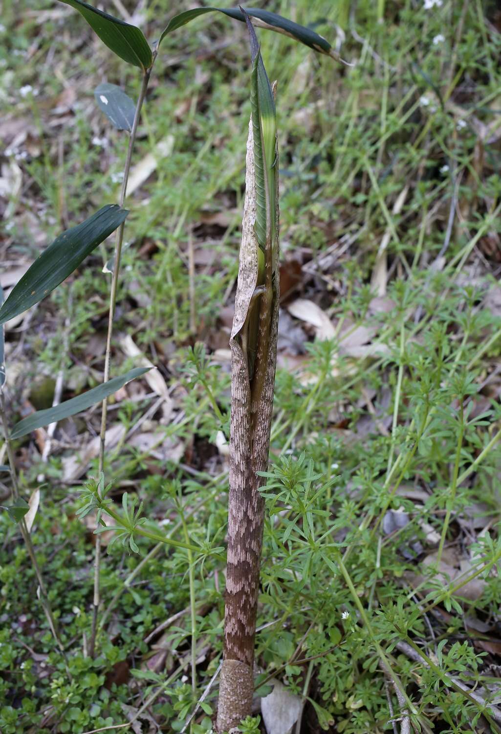 Arisaema yamatense subsp. sugimotoi (Nakai) H. Ohashi & J. Murata的圖片