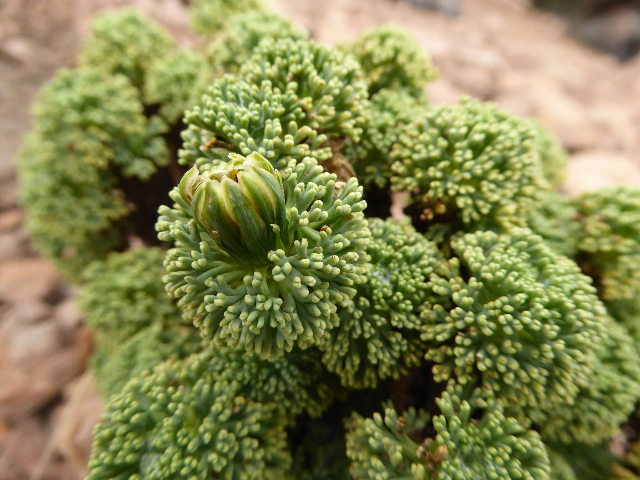 Image of Xenophyllum dactylophyllum (Sch. Bip.) V. A. Funk