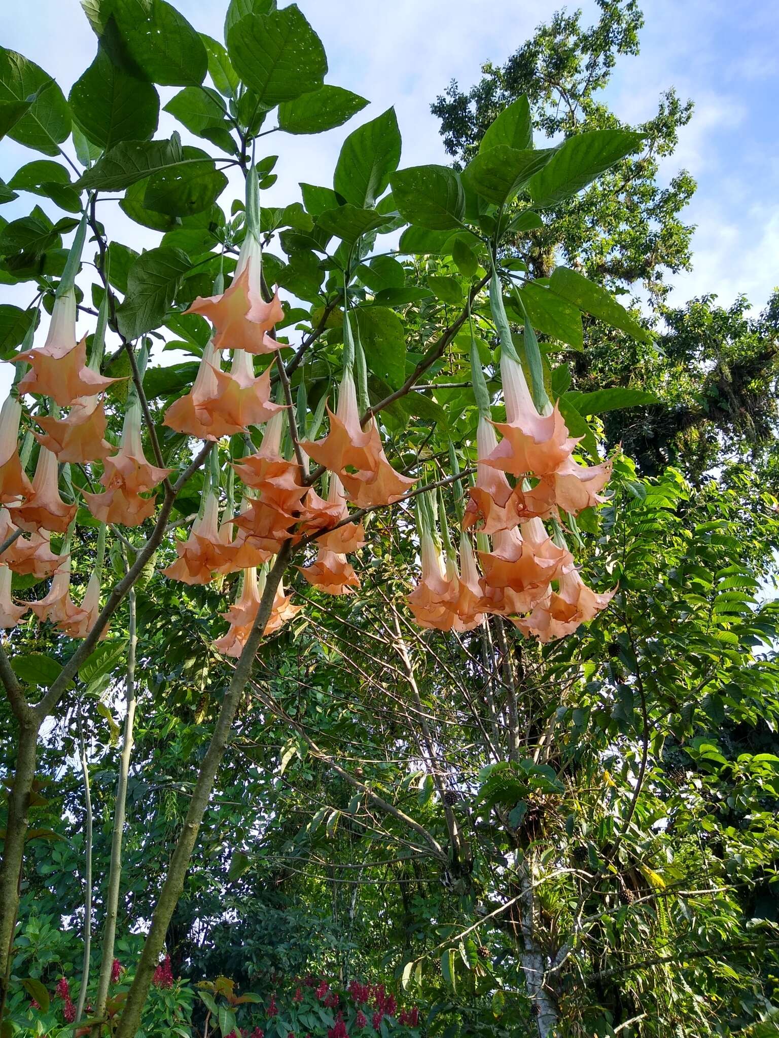 Image of arborescent angel's-tears