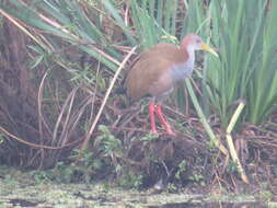 Image of Giant Wood Rail