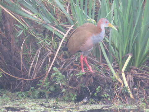 Image of Giant Wood Rail