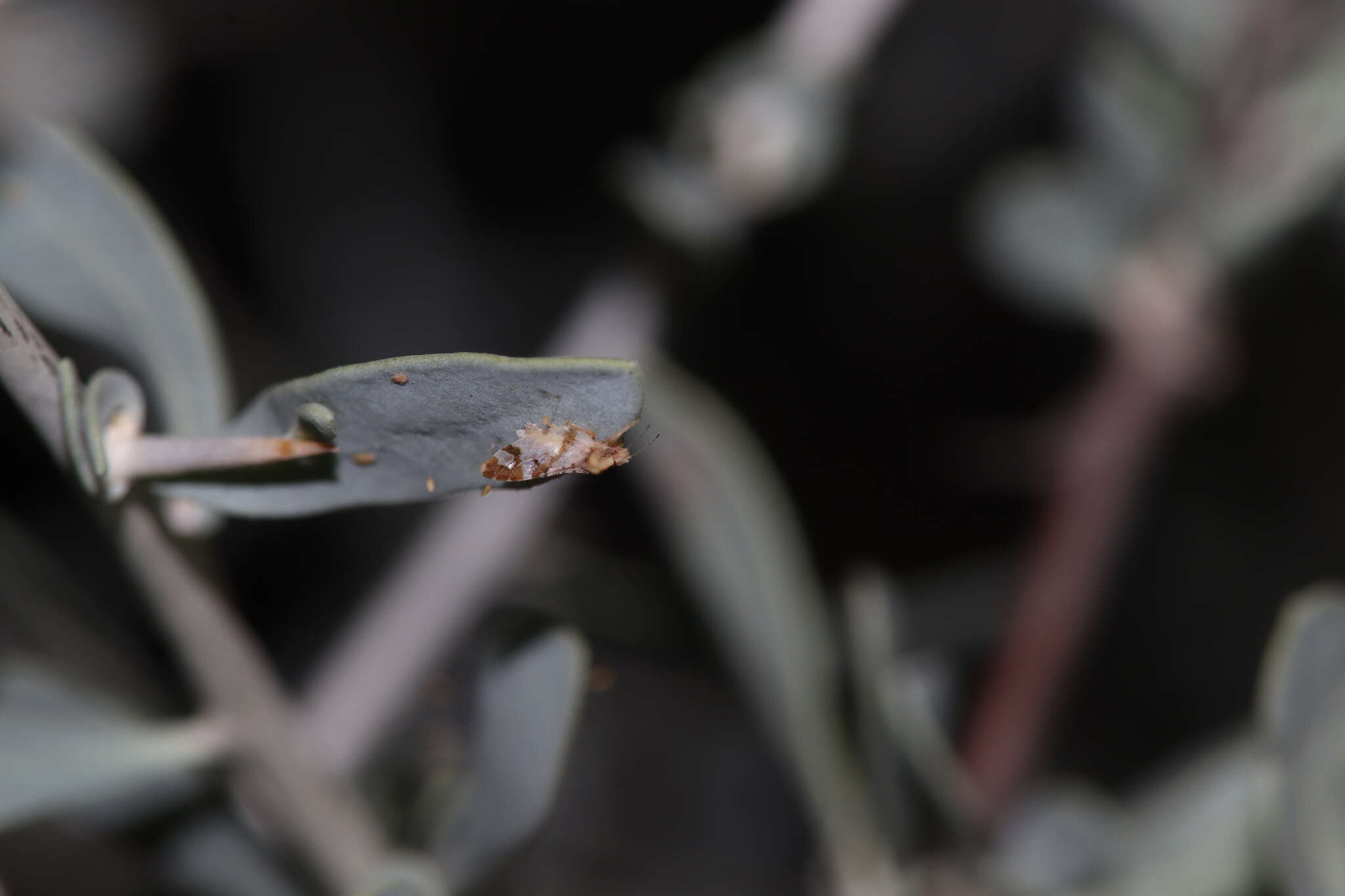 Bactericera lobata (Crawford 1914) resmi