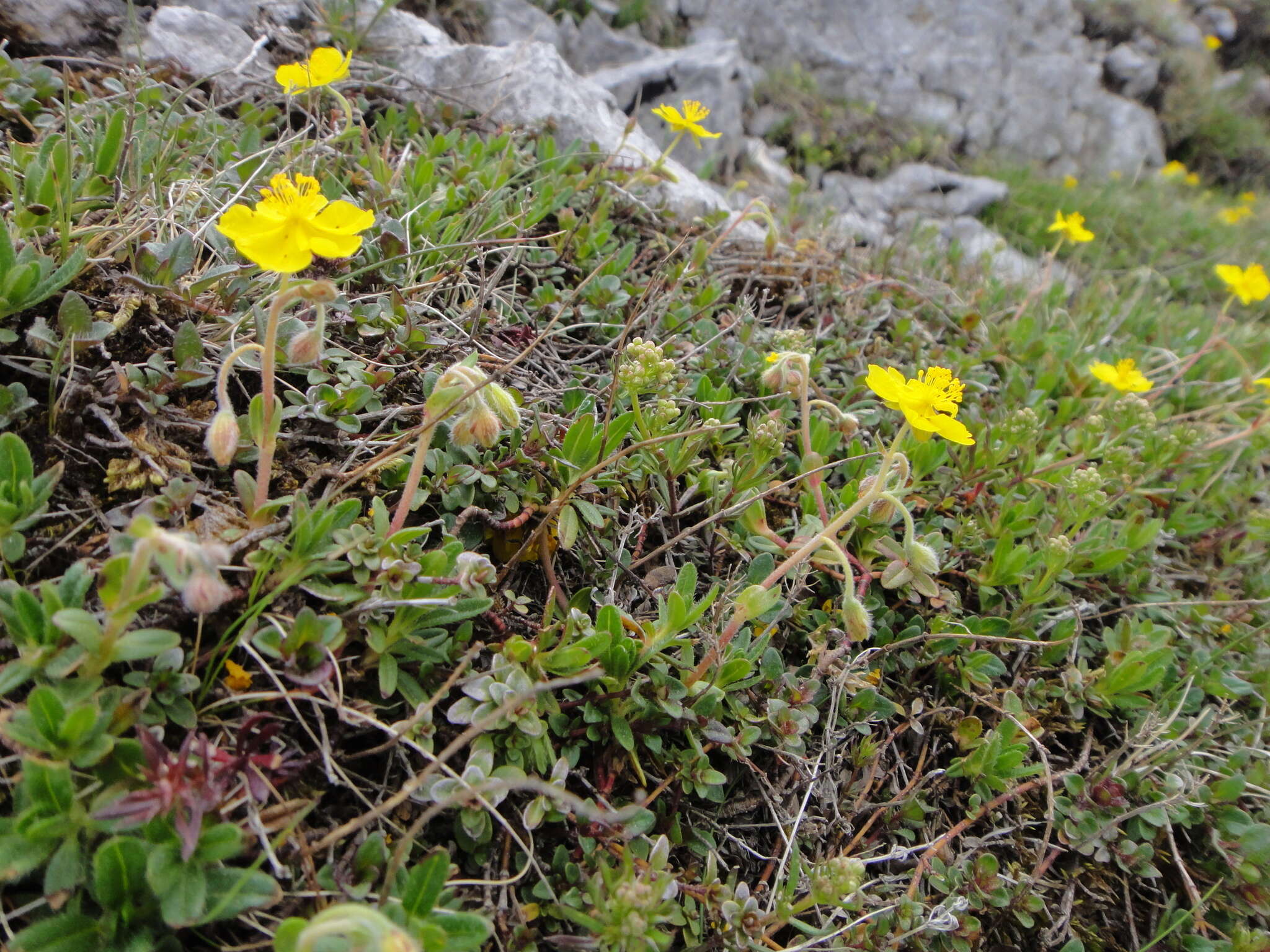 Image of Helianthemum alpestre (Jacq.) DC.