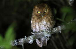 Image of Santa Marta Screech Owl