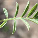 Image of <i>Tephrosia capensis</i> var. <i>angustifolia</i> E. Mey.