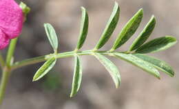 Image of <i>Tephrosia capensis</i> var. <i>angustifolia</i> E. Mey.