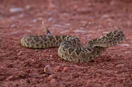 Image of Western Diamond-backed Rattlesnake