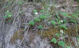 Image of Fragaria vesca subsp. bracteata (A. Heller) Staudt