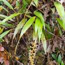 صورة Dendrochilum grandiflorum (Ridl.) J. J. Sm.