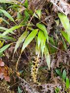 صورة Dendrochilum grandiflorum (Ridl.) J. J. Sm.