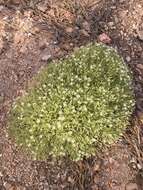 Image of brittle sandwort