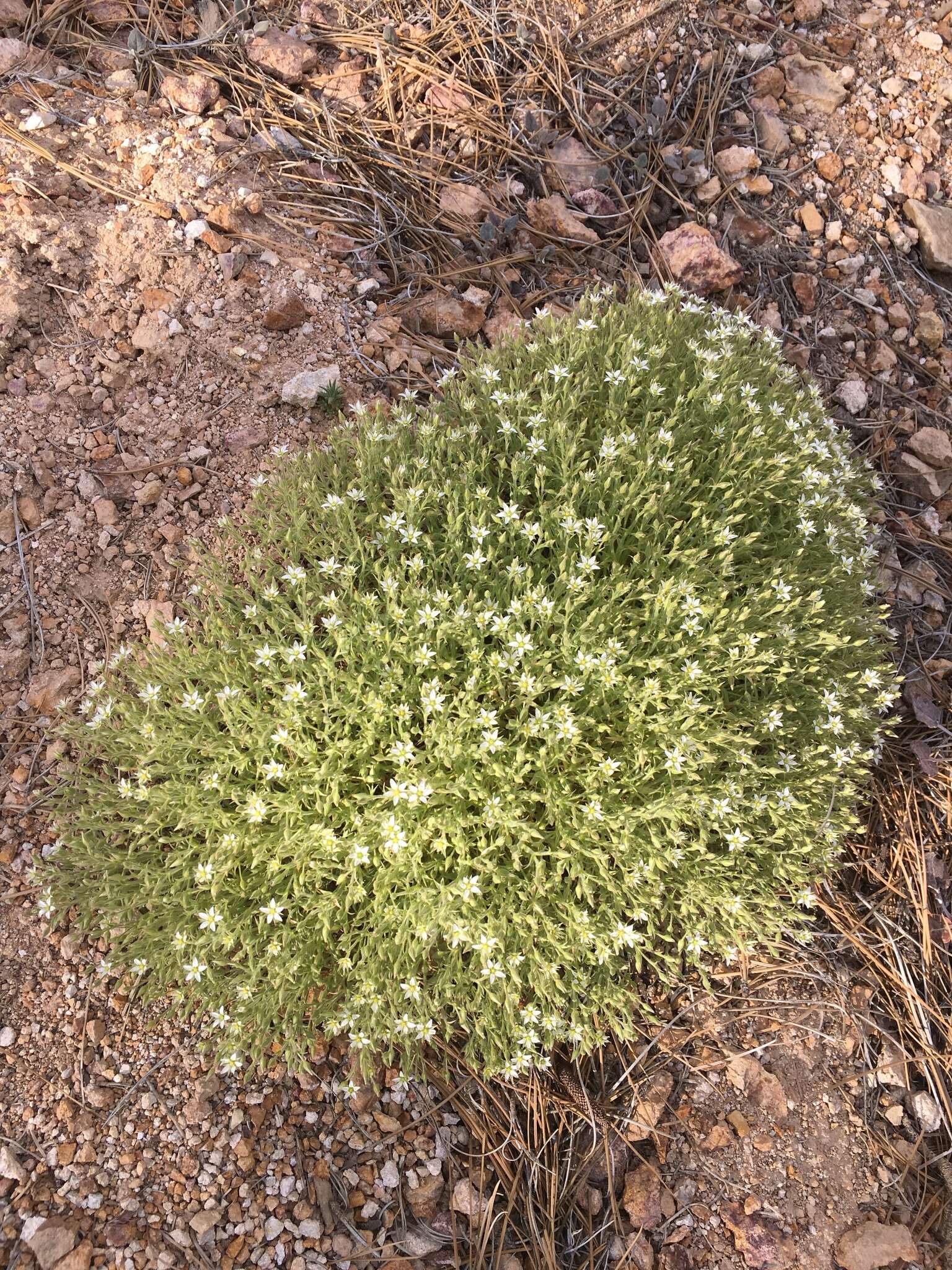 Image of brittle sandwort
